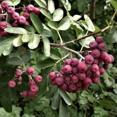 Рябина ДЕСЕРТНАЯ МИЧУРИНА сладкоплодная в Кобрине