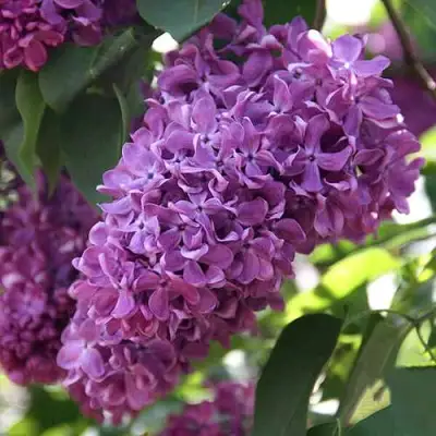 Сирень КАПИТАН ГАСТЕЛЛО в Кобрине