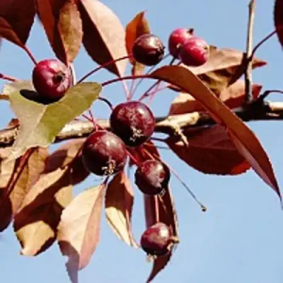 Яблоня РОЯЛТИ декоративная в Кобрине