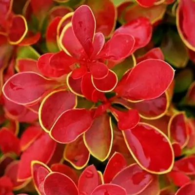 Барбарис КОРАЛ тунберга в Кобрине