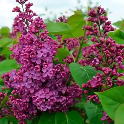 Сирень ЛЮДВИГ ШПЕТ в Кобрине