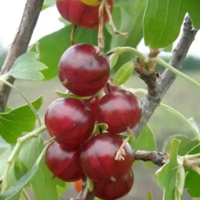 Смородина золотистая КЛЮКВЕННАЯ в Кобрине