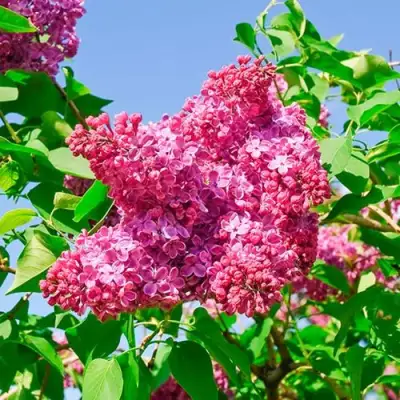 Сирень КРАСНАЯ МОСКВА в Кобрине