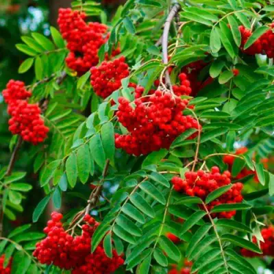 Рябина ПЛАКУЧАЯ сладкоплодная в Кобрине