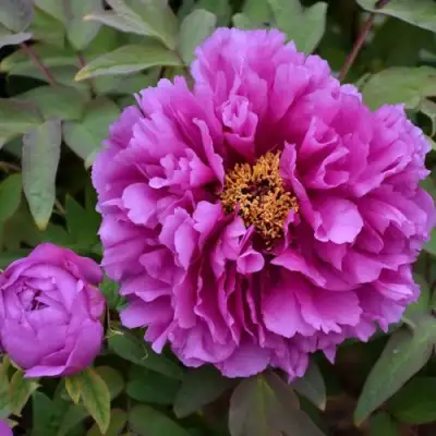 Пион ЛИЛОВАЯ ФАНТАЗИЯ древовидный в Кобрине