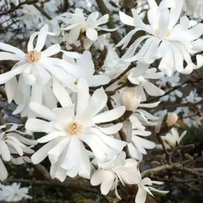 Магнолия РОЯЛ СТАР в Кобрине