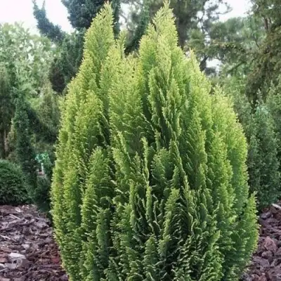 Кипарисовик ЭЛВУДИ ЭМПАЙР лавсона в Кобрине