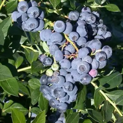 Голубика БОНУС в Кобрине