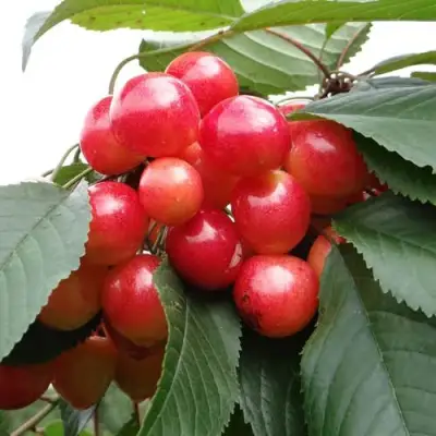 Черешня ГАСТИНЕЦ в Кобрине