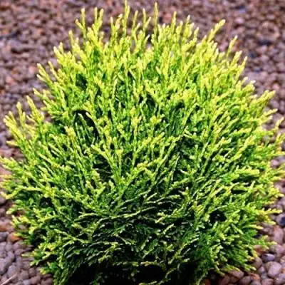 Туя ВОТЕРФИЛД западная в Кобрине