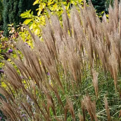 Мискантус КЛЯЙН СИЛЬБЕРСПАЙН китайский  в Кобрине