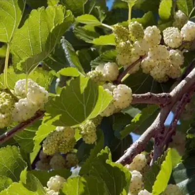 Шелковица БЕЛАЯ АЛЬБА в Кобрине