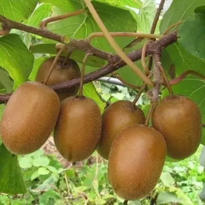 Актинидия ХЕЙВАРД киви в Кобрине