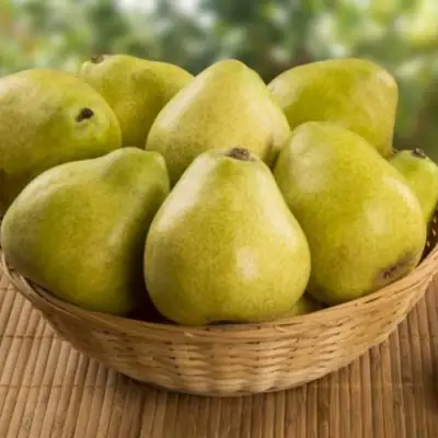 Груша ВИЛИЯ в Кобрине