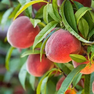 Персик РЕД ХЕВЕН в Кобрине