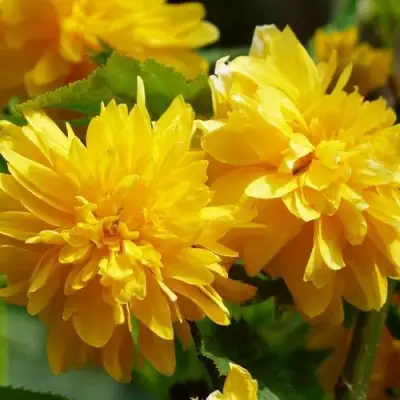 Керрия японская АУРЕОВАРИЕГАТТА в Кобрине