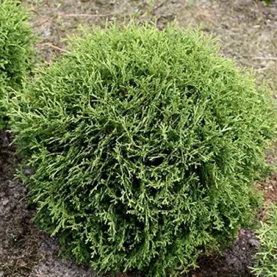 Туя ТИНИ ТИМ западная в Кобрине