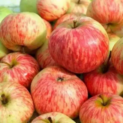 Яблоня РАНЕТКА (КОРОБОВКА) в Кобрине