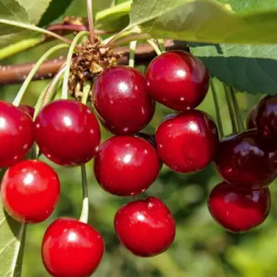 Вишня ЛЮБСКАЯ в Кобрине