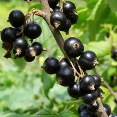 Смородина черная ВОЛОГДА в Кобрине