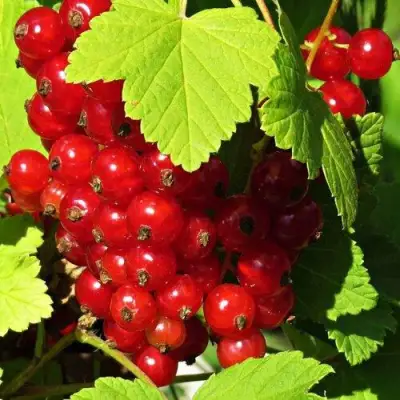 Смородина красная ГАЗЕЛЬ в Кобрине