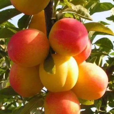 Слива ВЕТРАЗЬ-2 в Кобрине