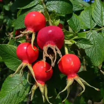 Шиповник ВИТАМИННЫЙ ВНИВИ в Кобрине