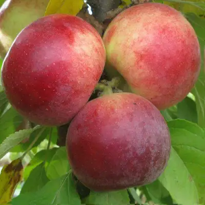 Яблоня БАЛЕРИНА ФЛАМЕНКО колонновидная  в Кобрине