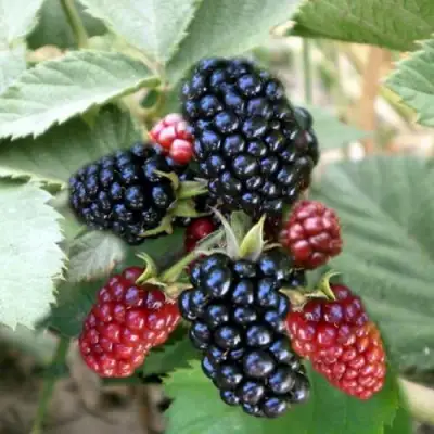 Ежевика ОРКАН бесшипная  в Кобрине