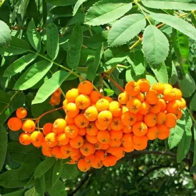 Рябина ДИРКЕНИ ЖЁЛТАЯ  сладкоплодная в Кобрине