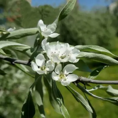 Груша ИВОЛИСТНАЯ в Кобрине