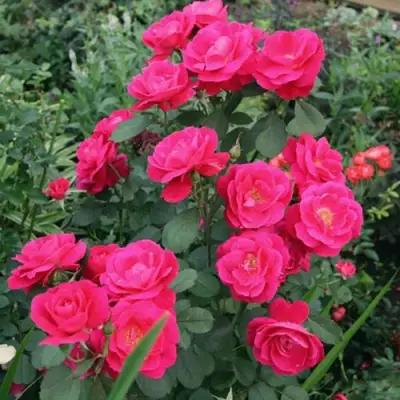 Роза ДЖОРДЖ ВАНКУВЕР флорибунда в Кобрине