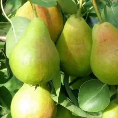 Груша ЛИРА в Кобрине