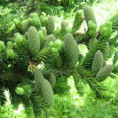 Пихта белая в Кобрине