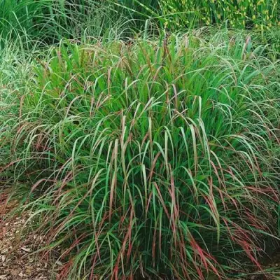 Просо РЕБРАУН прутьевидное в Кобрине