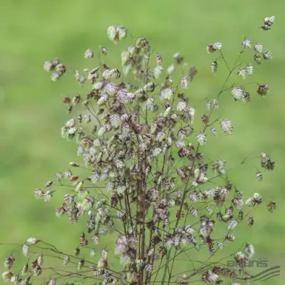 Трясунка средняя в Кобрине