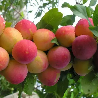 Слива СКОРОПЛОДНАЯ в Кобрине