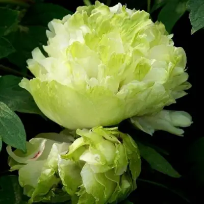 Пион ЗЕЛЕНЫЙ ШАР древовидный в Кобрине