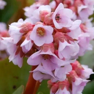 Бадан БЭБИ ДОЛЛ в Кобрине