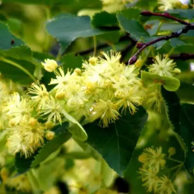 Липа сердцевидная в Кобрине