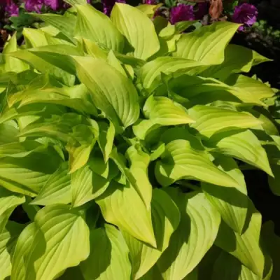 Хоста ХИДОН САНСЕТ в Кобрине