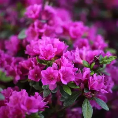 Азалия ГЕЙША ПЕРПЛ японская в Кобрине