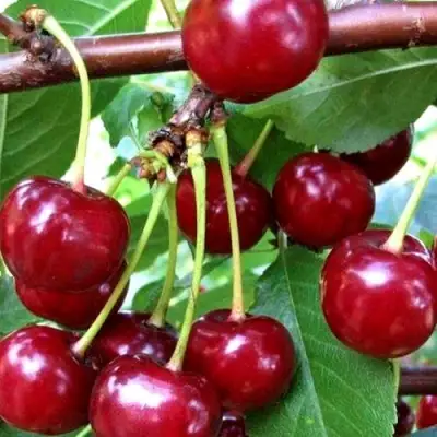 Дюк ШПАНКА ДОНЕЦКАЯ в Кобрине