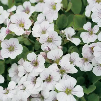 Гипсофила ПИКСИ СПЛЕШ в Кобрине