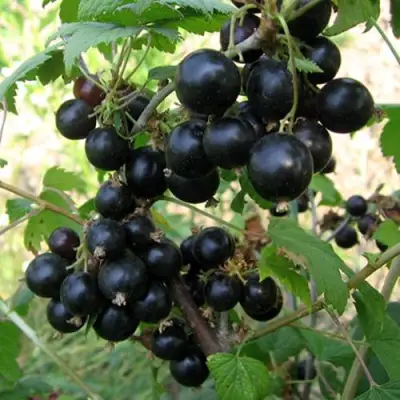 Смородина чёрная ШАРОВИДНАЯ в Кобрине