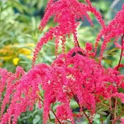 Астильба РЕД ЧАРМ Арендса в Кобрине