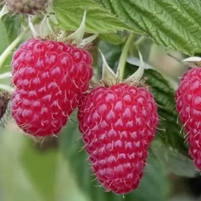 Малина ТУЛАМИН в Кобрине