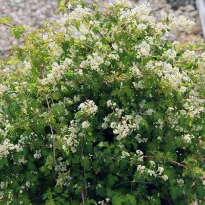 Стефанандра КРИСПА надрезаннолистная в Кобрине