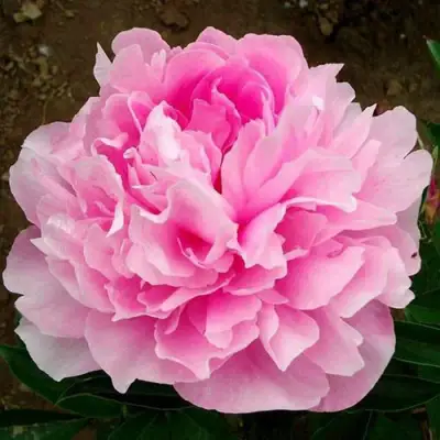 Пион ЛЕТЯЩИЙ ЖУРАВЛЬ травянистый в Кобрине