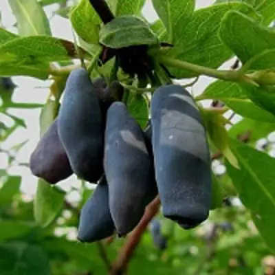 Жимолость съедобная ЧУЛЫМСКАЯ в Кобрине